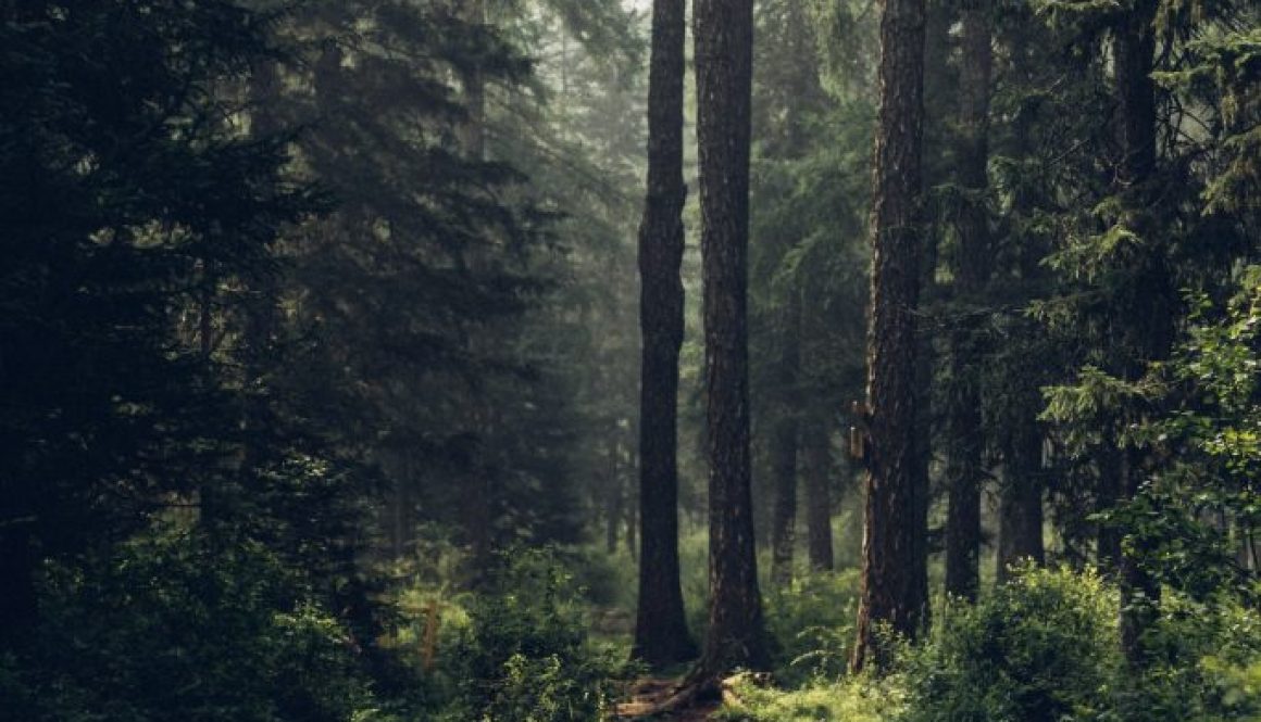 De natuur als jouw portal